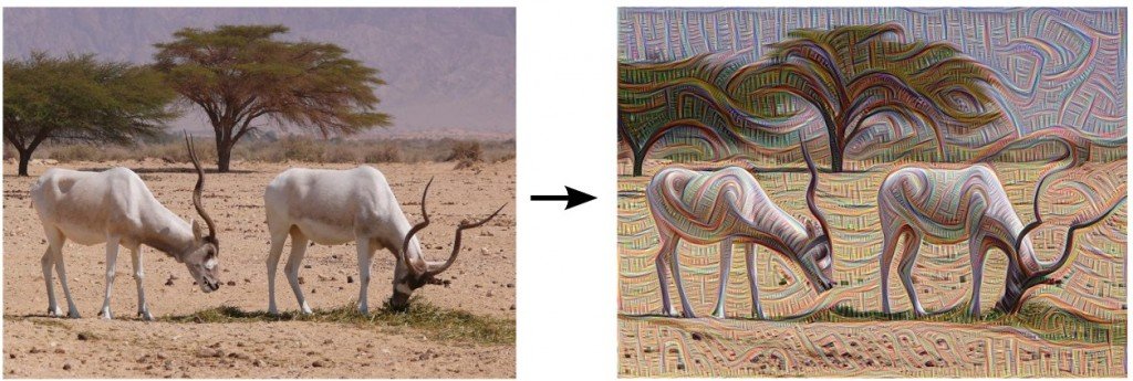Antelopes 1
